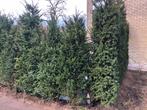 Taxus 180/200 cm gratis bezorgd!, Ophalen of Verzenden