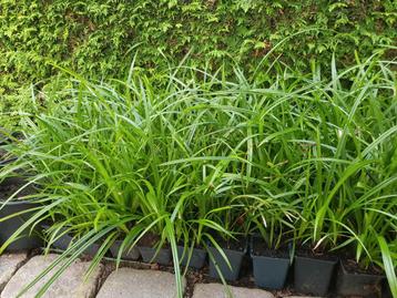 Carex morrowi irish green / Japanse zegge  beschikbaar voor biedingen
