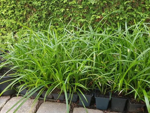 Carex morrowi irish green / Japanse zegge, Tuin en Terras, Planten | Tuinplanten, Siergrassen, Halfschaduw, Zomer, Ophalen