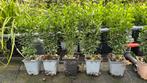 Euonymus, kardinaalsmuts 10/20 €0,90 en 20/30 cm nu €0,99, Tuin en Terras, Planten | Struiken en Hagen, Ophalen, Minder dan 100 cm
