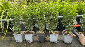 Euonymus, kardinaalsmuts 10/20 €0,90 en 20/30 cm nu €0,99 beschikbaar voor biedingen