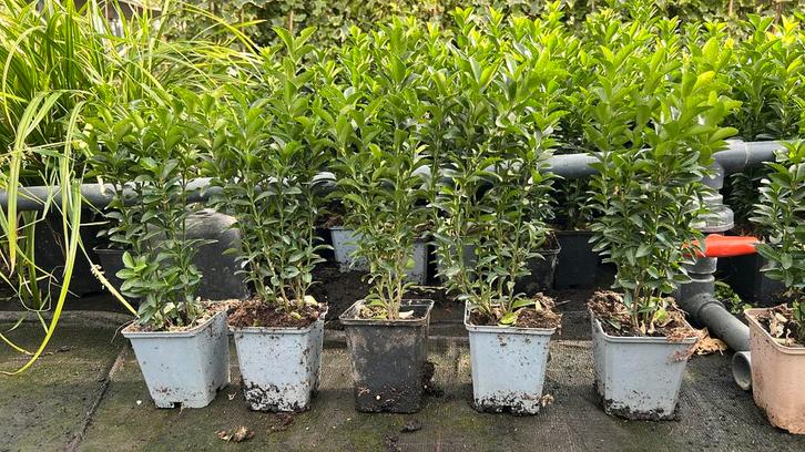 Euonymus, kardinaalsmuts 10/20 €0,90 en 20/30 cm nu €0,99, Tuin en Terras, Planten | Struiken en Hagen, Minder dan 100 cm, Ophalen