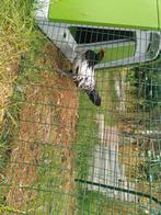 Lakenvelder haan, Dieren en Toebehoren, Pluimvee, Mannelijk, Kip