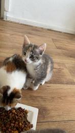 Kittens, Dieren en Toebehoren