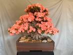 Bonsai Azalea/Satsuki, Overige soorten, Vaste plant, Ophalen of Verzenden, Bloeit niet
