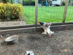 Brahma porselein haantjes, Dieren en Toebehoren, Pluimvee, Geslacht onbekend, Kip