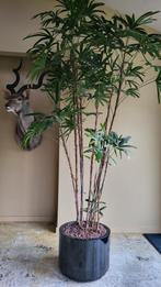 Grote rhapis excelsa in pot, Huis en Inrichting, Kamerplanten, Ophalen, In pot, Halfschaduw, 200 cm of meer