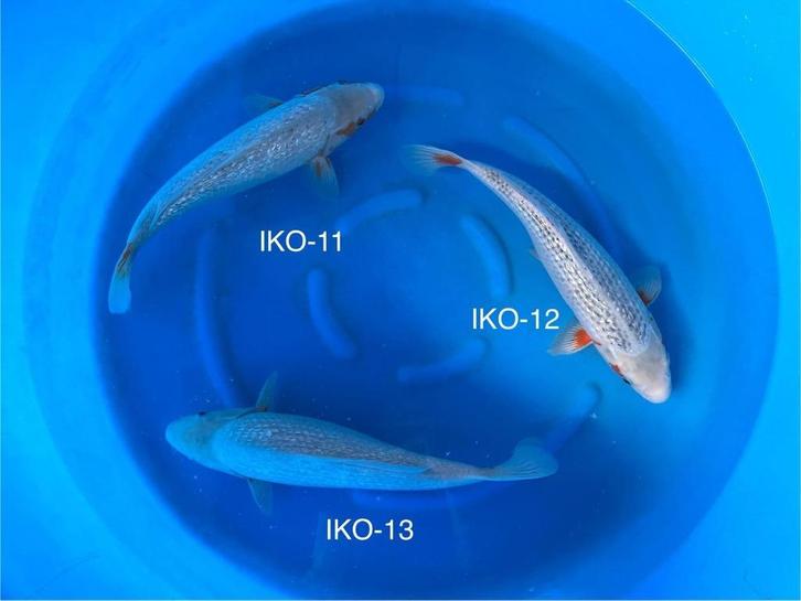 UITVERKOOP Diverse Japanse koi karper | Koikarpers  | Nisai, Dieren en Toebehoren, Vissen | Vijvervissen, Karper of Koi