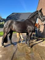 Weidemaatje/ coachingpaard ter overname, Dieren en Toebehoren, Paarden, Ruin, Niet van toepassing, 160 tot 165 cm, 11 jaar of ouder