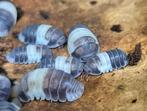 Cubaris "panda king" Isopods pissebedden, Overige soorten