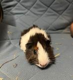 Jonge cavia’s te koop zeugjes!, Dieren en Toebehoren, Augustus, Vrouwelijk, Cavia