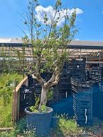 Actie!! Oude olijfboom nu €100,- olea europea olijf, Ophalen of Verzenden, 100 tot 250 cm, Olijfboom, Zomer