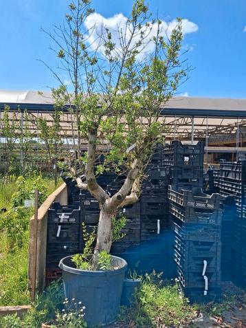 Actie!! Oude olijfboom nu €100,- olea europea olijf beschikbaar voor biedingen