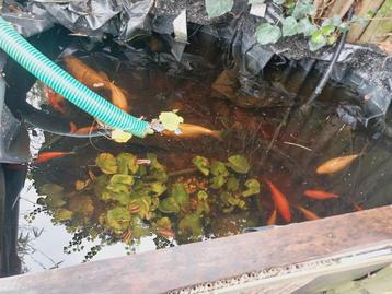 Diverse vissen: 4 koi, goudzeelt en goudvissen beschikbaar voor biedingen
