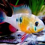 Altispinoza per stuk 12.99, Vis, Zoetwatervis