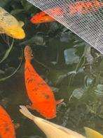Koi Hi utsuri 55 cm, Karper of Koi