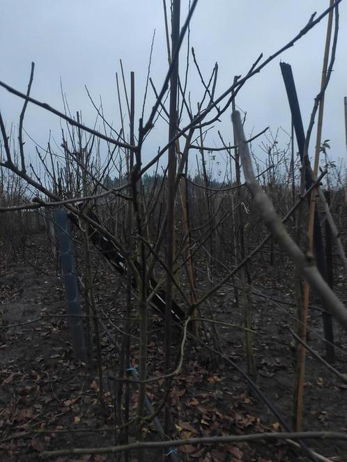 Biologisch geteelde fruitbomen welke reeds vruchten dragen,, Tuin en Terras, Planten | Fruitbomen, Overige soorten, Lente, Ophalen