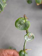 Gewortelde stekjes Rhaphidophora Celatocaulis (singles plant, Overige soorten, Minder dan 100 cm, Groene kamerplant, Halfschaduw