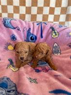 Rode toy poedel pups, Dieren en Toebehoren, Honden | Chihuahua's en Gezelschapshonden, Poedel, Particulier, Rabiës (hondsdolheid)