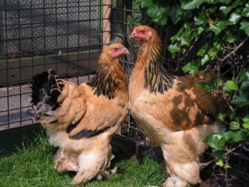 Brahma groot | Vriendelijke en rustige kippen | Passend advi, Dieren en Toebehoren, Pluimvee, Kip, Vrouwelijk
