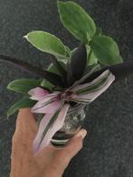 Tradescantia - stekjes 5 soorten, Huis en Inrichting, Kamerplanten, Ophalen, Overige soorten, Minder dan 100 cm