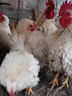 Mooie serama krulveer, glad split krulveer van 2025, Dieren en Toebehoren, Pluimvee, Meerdere dieren, Kip