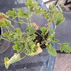 Sinaasappel geranium stekken, Tuin en Terras, Planten | Tuinplanten, Ophalen, Zomer, Overige soorten, Volle zon