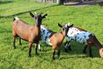 Dwerggeiten te koop, Dieren en Toebehoren, Vrouwelijk, Geit, 0 tot 2 jaar