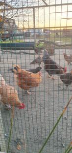 Kippen, Vrouwelijk, Kip