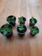 Mother of thousands - vetplant bommenwerper, Ophalen, Vetplant, Minder dan 100 cm, Volle zon