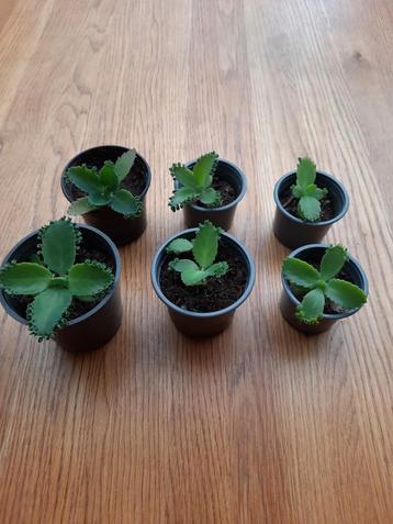 Mother of thousands - vetplant bommenwerper beschikbaar voor biedingen