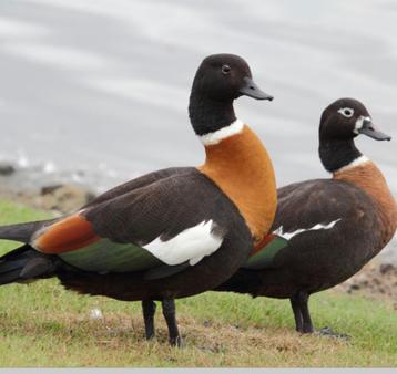 Australische casarca beschikbaar voor biedingen