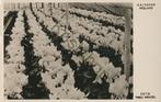 Aalsmeer - Foto Theo Wenzel - cyclamen  [KRST009-1465, Verzenden, 1940 tot 1960, Gelopen, Noord-Holland