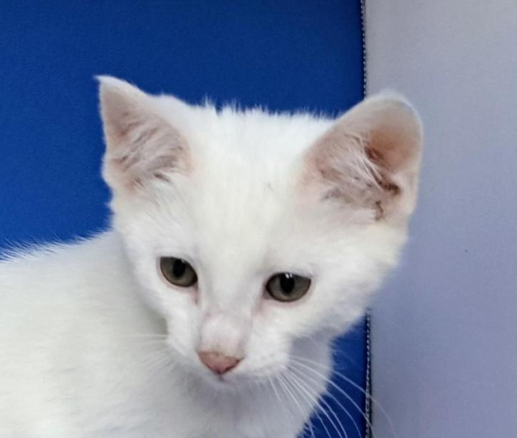 Prachtige kruising Main Coon kittens, Dieren en Toebehoren, Katten en Kittens | Overige Katten, Kortharig, Meerdere dieren, 0 tot 2 jaar