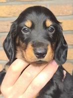 Teckel Standaard Pups met FCI stamboom - lid NTC kennel, Dieren en Toebehoren, Honden | Teckels en Dashonden, Standaard, CDV (hondenziekte)