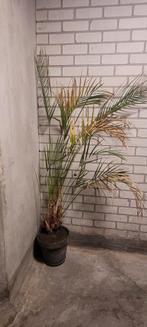 Kentia palm, Ophalen, Palm, Halfschaduw, In pot