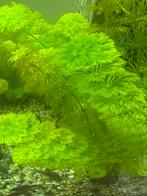 Limnophila Heterophylla bosje, Slak of Weekdier