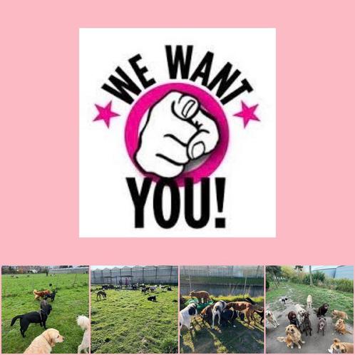 Dagopvang honden zoekt nieuwe mensen om team te versterken!, Diensten en Vakmensen, Dieren | Honden | Verzorging, Oppas en Les