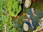 Japanse Koi, Karper of Koi