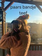 Mama mechelse x Hollandse herder. Papa oud duitse herder, 8 tot 15 weken, Meerdere, Meerdere dieren, Herder