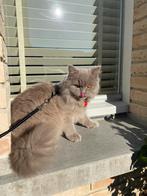 Britse langhaar poes, Poes, Langharig, 3 tot 5 jaar