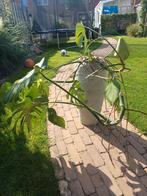 Monstera in betonnen pot, Ophalen, Overige soorten, Halfschaduw, In pot
