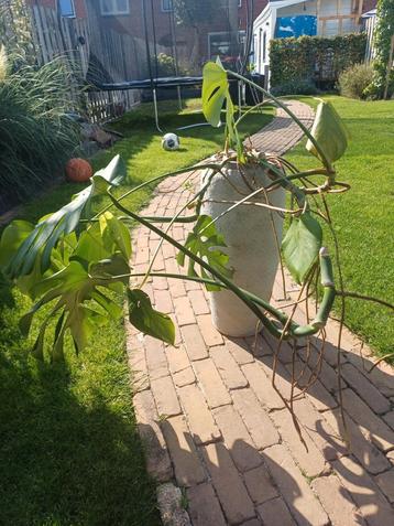 Monstera in betonnen pot beschikbaar voor biedingen