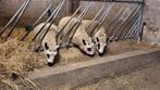 KerryHill ram lammeren te koop, Dieren en Toebehoren, Mannelijk, Schaap, 0 tot 2 jaar