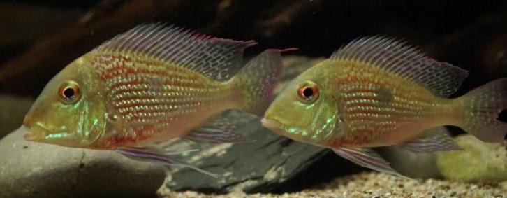Zuid Amerikaanse Cichliden: Geoghagus sveni, Dieren en Toebehoren, Vissen | Aquariumvissen, Zoetwatervis, Vis