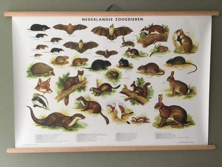 Fraaie schoolplaat poster “ Nederlandse Zoogdieren “, Verzamelen, Posters, Overige onderwerpen, A1 t/m A3, Ophalen of Verzenden