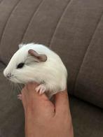 Baby cavia beertje en zeugje, Dieren en Toebehoren, Knaagdieren, Cavia, Mannelijk, Juli, Tam