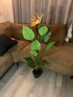 Strelitzia kunstplant in pot, Ophalen