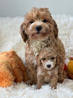 Maltpoo pups mogen weg reutjes 1000€ teefjes 1250€, Dieren en Toebehoren, Honden | Chihuahua's en Gezelschapshonden, Nederland