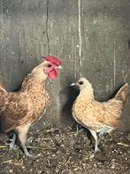 Sebrights geel wit gezoomd, Dieren en Toebehoren, Pluimvee, Mannelijk, Kip